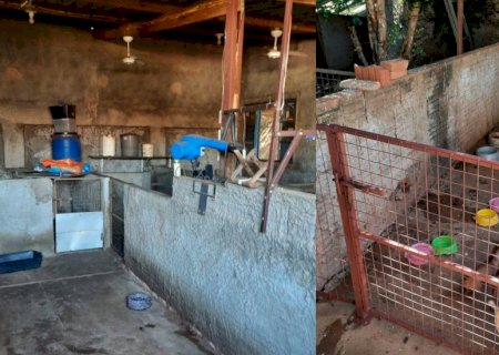Canil clandestino é flagrado com mais de 60 animais em Fátima do Sul durante fiscalização