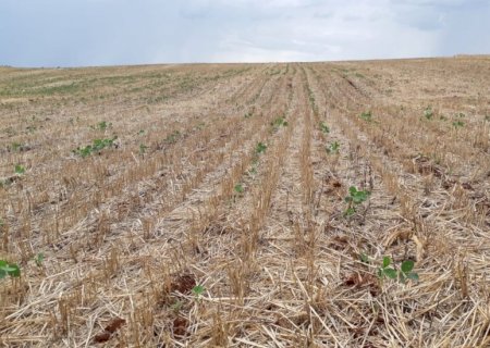 Estiagem nas lavouras de soja; produtores seguem preocupados