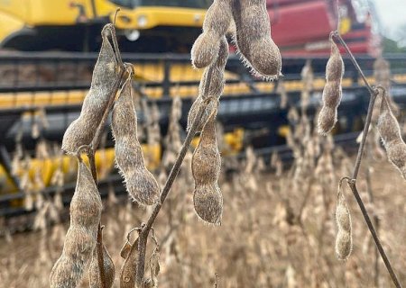 Abertura Nacional da Colheita da Soja será realizada no Mato Grosso