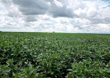 Prazo para cadastro de áreas de soja encerra nesta sexta-feira em MS